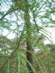 DSCF2406