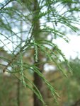 DSCF2407