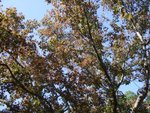 20061217_T032