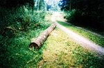 TingLCA07_2007_15