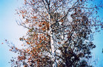 TingT3_13_08