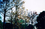 TingT3_13_10