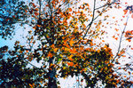 TingT3_13_11