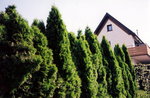 TingT3_15_25