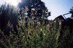 TingT3_15_28