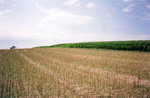 TingT3_15_36
