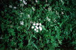 TingT3_16_11