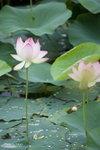 TKY_6394