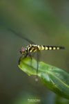 TKY_6455
