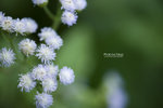 TKY_6486