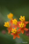 TKY_6491