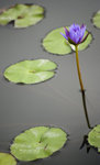 TKY_6604
