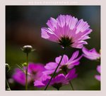 20090314-0119