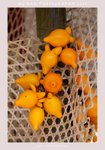 20090314-0121