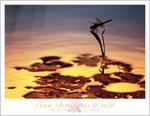 2008-06-14 16-39-30_0051a