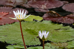 IMG_0599