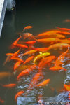DPP_0081
