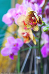 DPP_0016