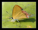 DSC_5061reszied