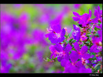 DSC_1806