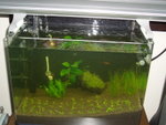 Wilson's Aquarium on 2006-08-01
