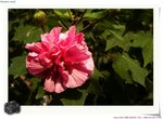IMG_0891a