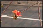 IMG_7816