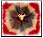 Flower expo Eighteen