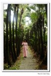 Forest Three