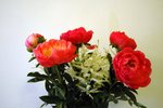 DSC_0717_edited