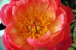 DSC_0720_edited