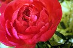 DSC_0723_edited