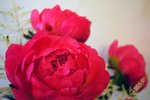 DSC_0725_edited
