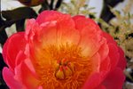 DSC_0726_edited
