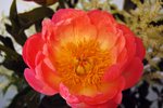 DSC_0727_edited