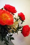 DSC_0728_edited