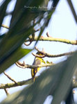 Scarlet Minivet �����s�Գ�