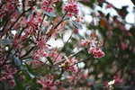 IMG_0200