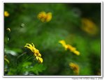 IMG_1925