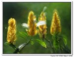 IMG_1945
