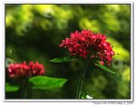 IMG_1956