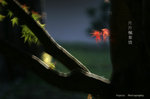 _MG_0844r