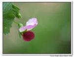 IMG_4830