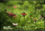 _MG_9196