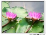IMG_4384