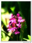 IMG_5115r