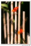 IMG_5117r