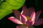 Image00009