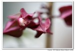 IMG_5908