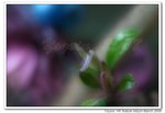IMG_5917